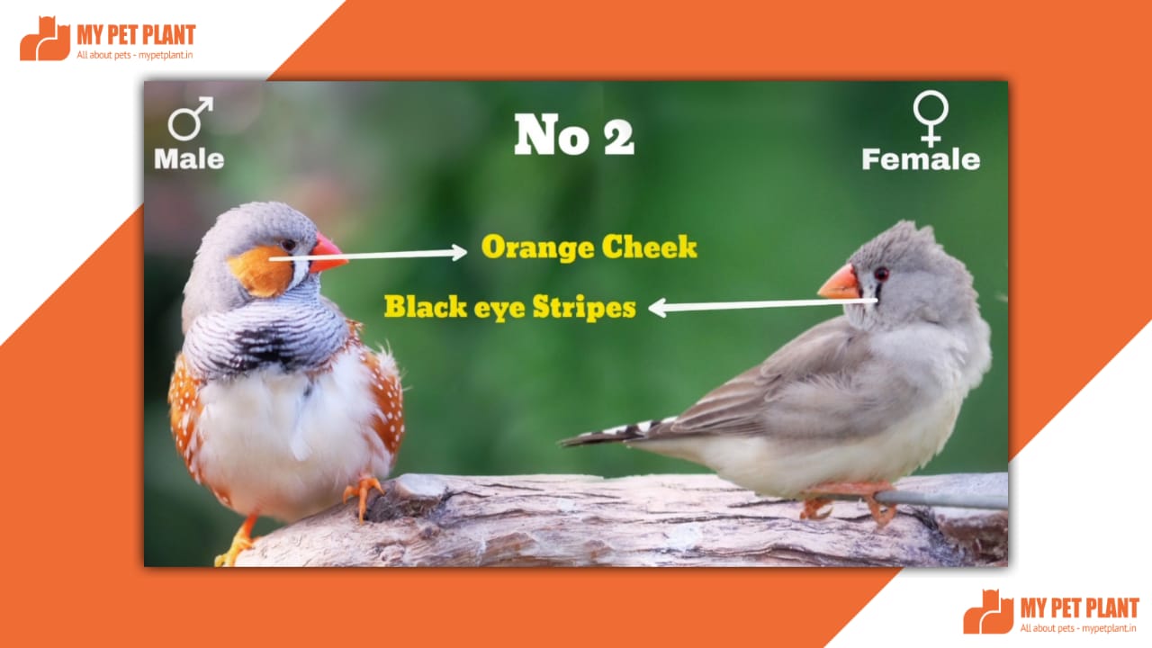 Zebra Finches Male And Female Top 6 Difference | Finches Birds | Mypetplant