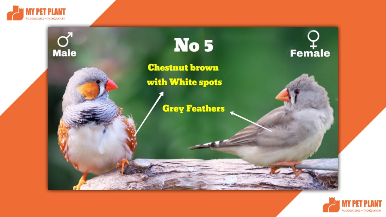 Zebra Finches Male And Female Top 6 Difference Finches Birds Mypetplant