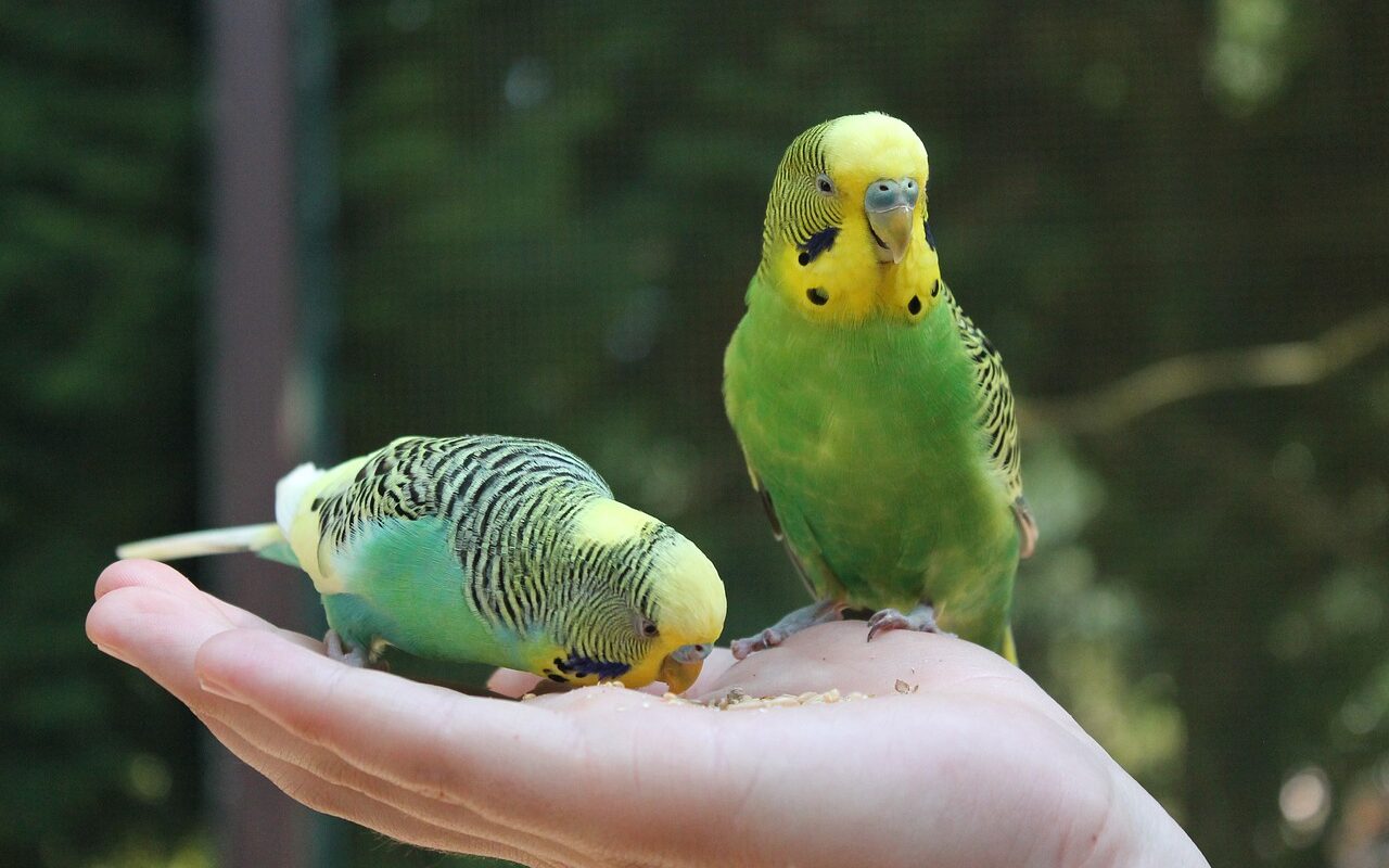 budgie, budgerigars, bird