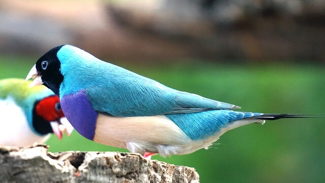 Beautiful Pet Finches Bird