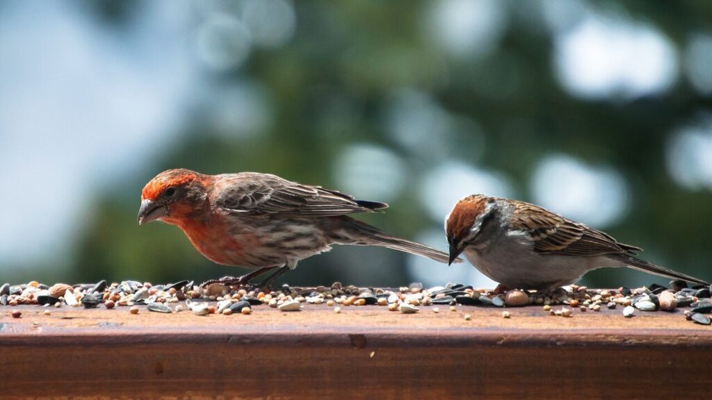 seeds for finches