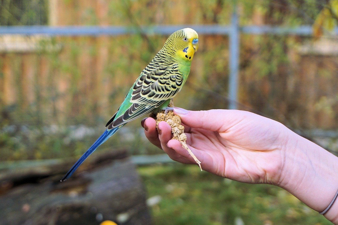 How To Choose A Good Budgie Bird Love Birds Mypetplant.in