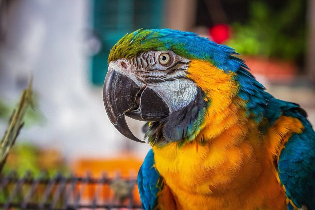 Most Beautiful Macaws