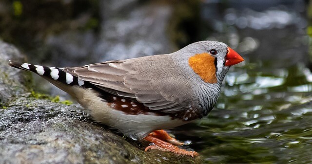 Triple black zebra finch sale