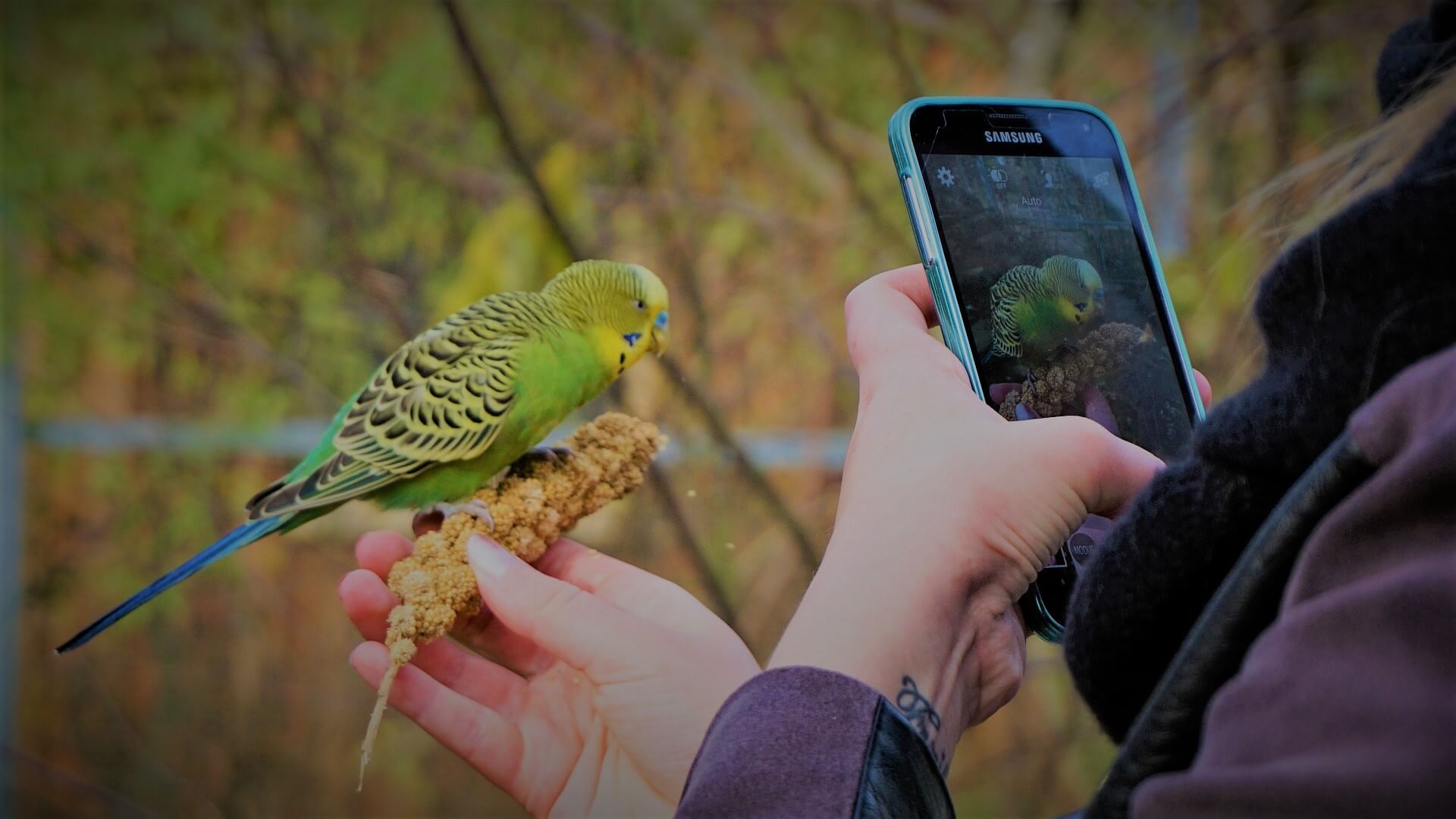 How To Tame A Budgie Fast Guide] Mypetplant