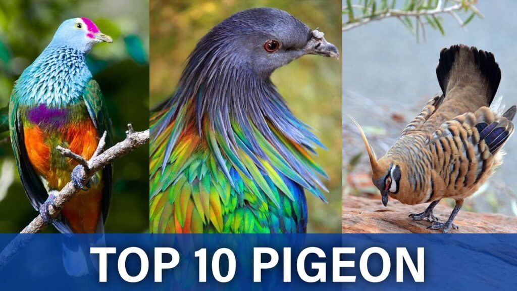 Top 10 Most Beautiful Animals In The World [Videos & Images] | MY PET PLANT