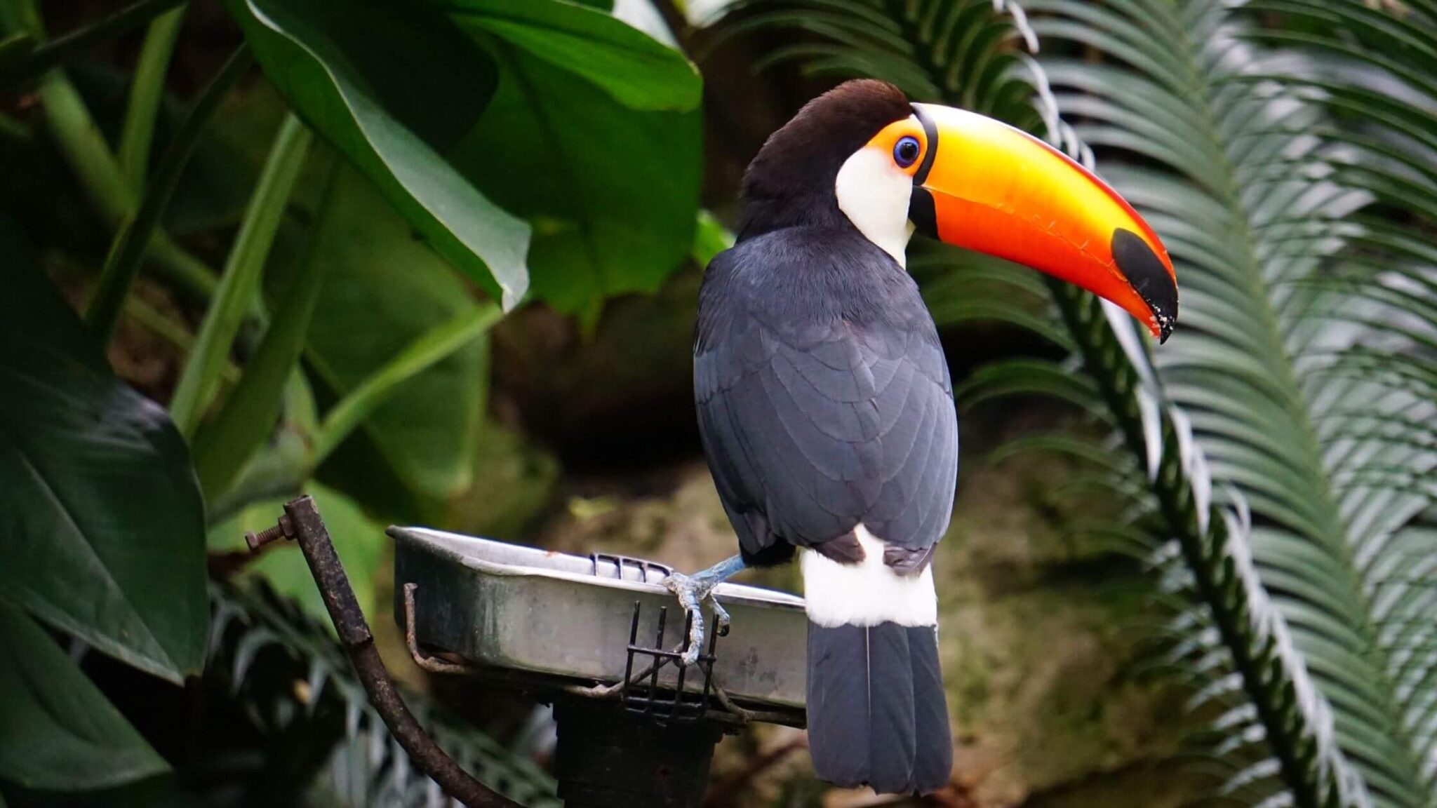 Top 10 Most Expensive Birds In The World MY PET PLANT