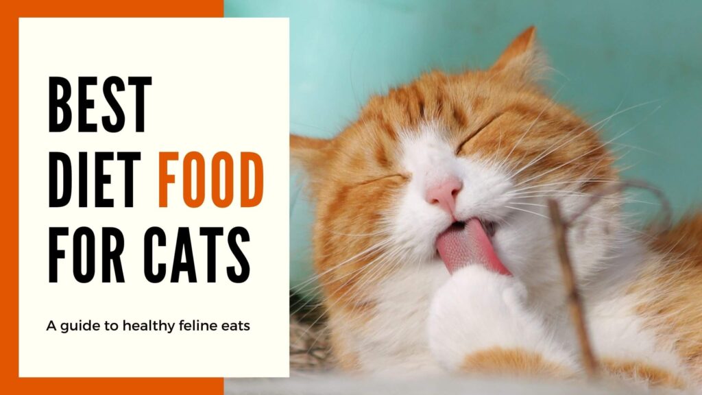 best diet food for cats