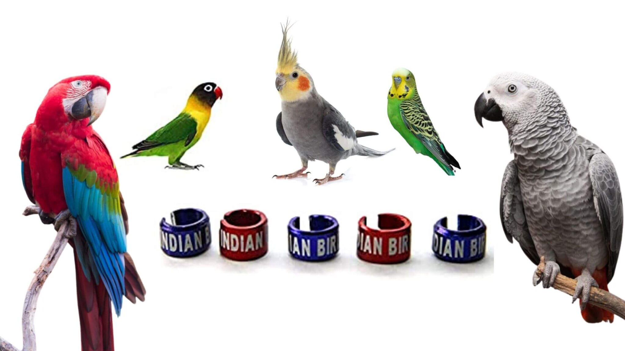 350+ Parrots & Birds Leg Ring / Bands Size MY PET PLANT