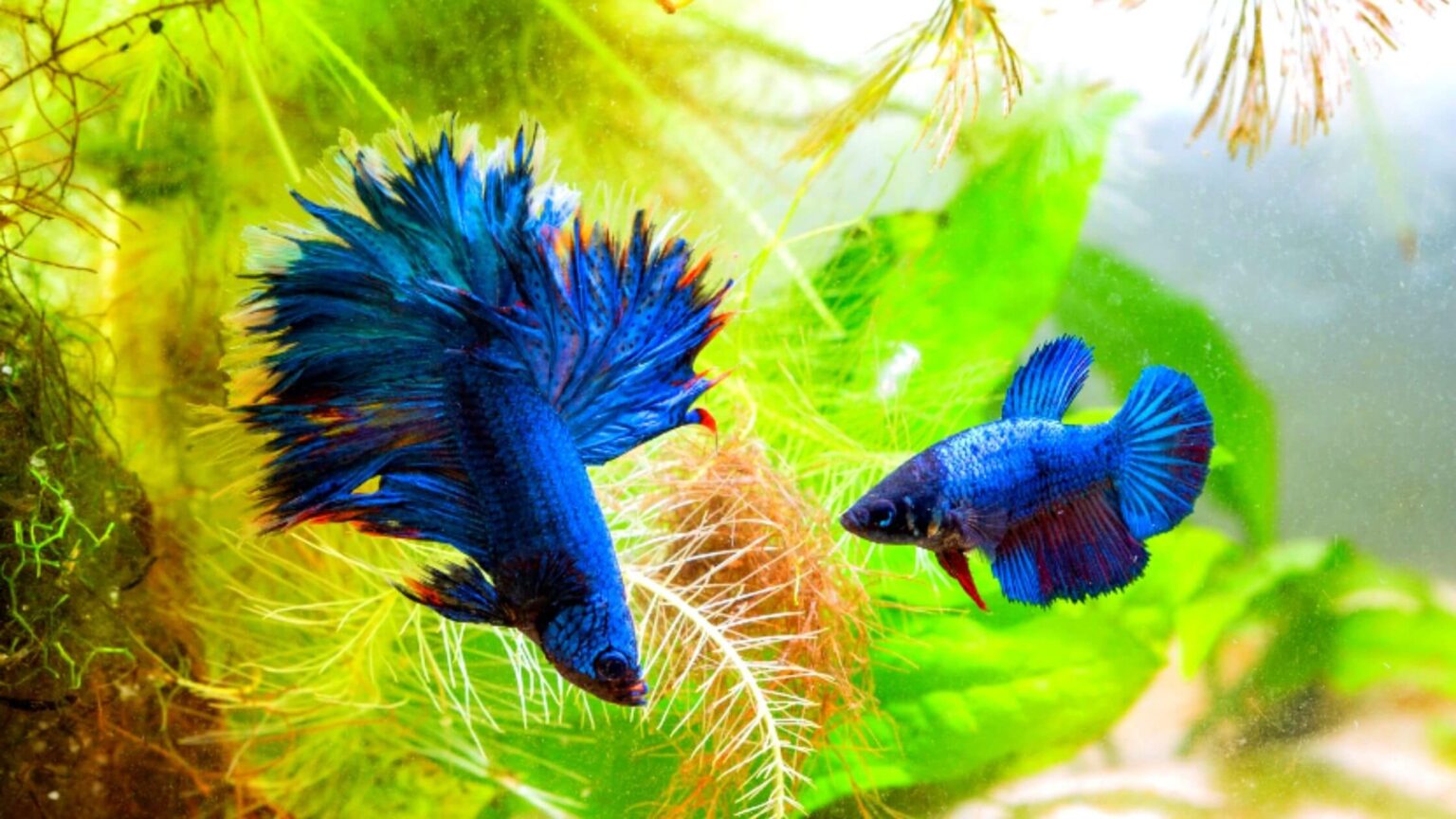 Betta Fish Breeding [ 6 Easy Steps ] MY PET PLANT