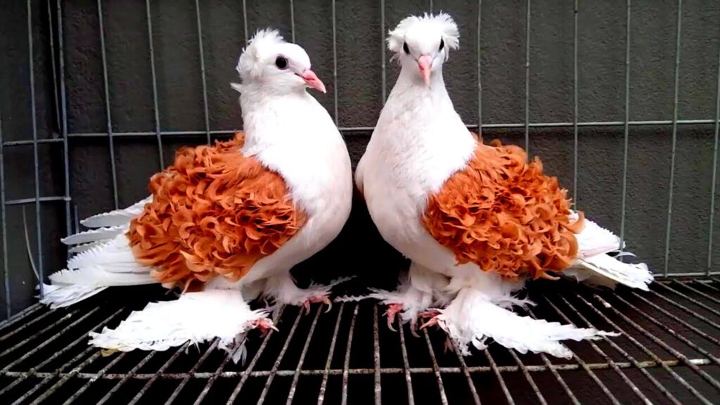 fancy pigeon breeds