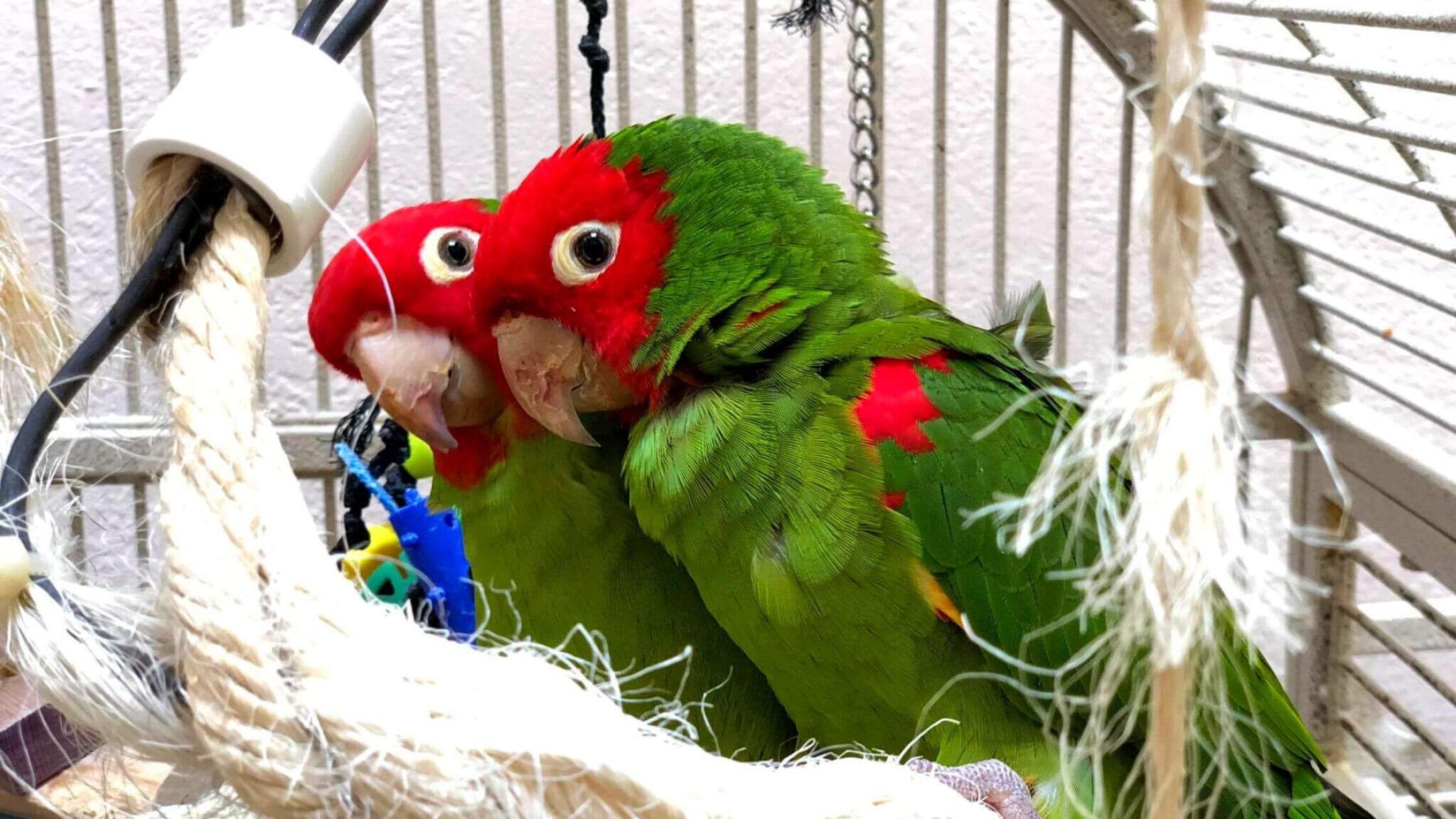 30+ Types Of Conure Birds And Prices In 2023 MY PET PLANT
